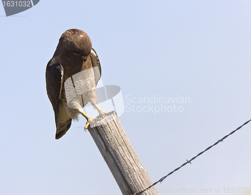 Image of Swainson Hawk