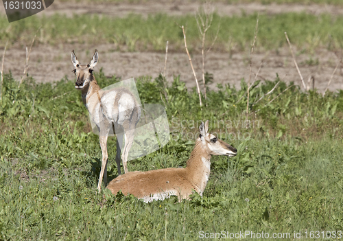 Image of Pronghorn Antelope With Young