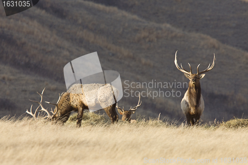 Image of Bull Elk