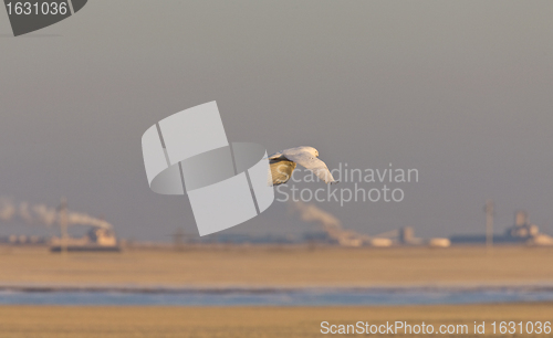 Image of Snowy Owl in Flight pollution in background