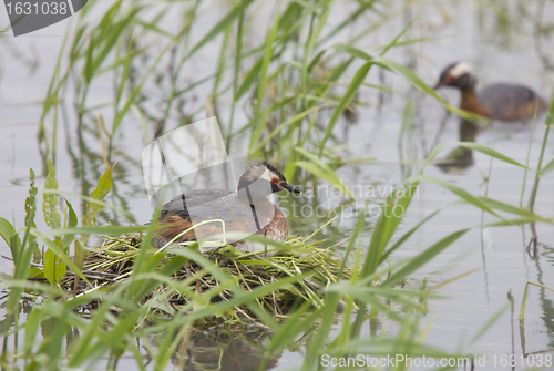 Image of Eared Grebe