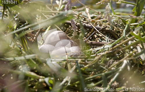 Image of Horned Grebe Eggs