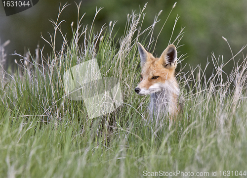 Image of Young Fox Kit