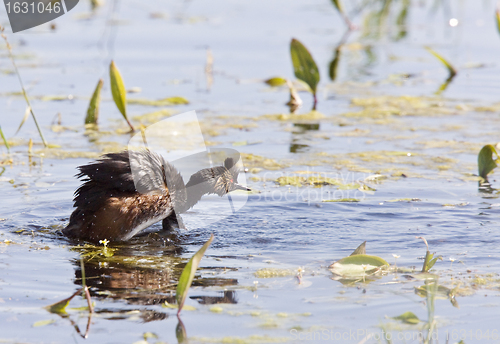 Image of Grebe with Babies