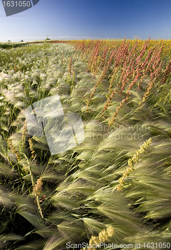 Image of Prairie Crop with weeds