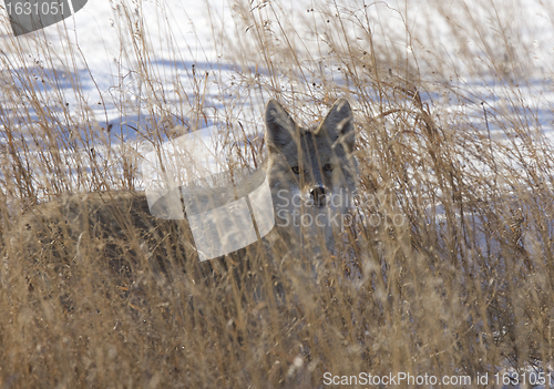 Image of Prairie Coyote