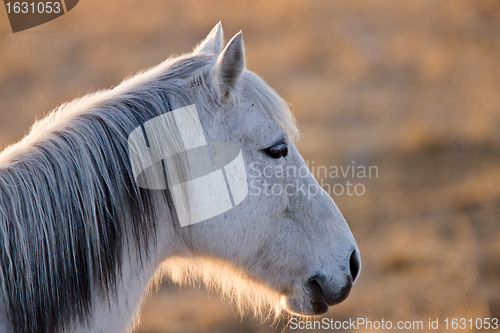 Image of Horse at sunset