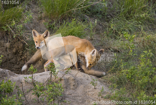 Image of Young Fox Kit