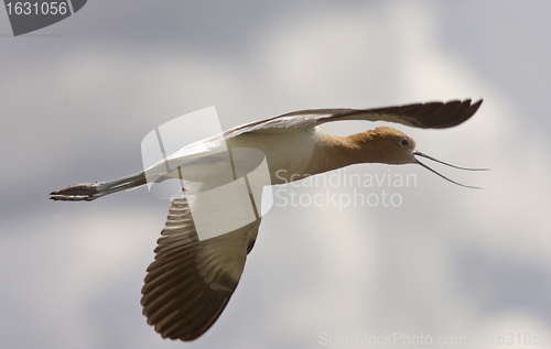 Image of Avocet in Saskatchewan Canada in flight