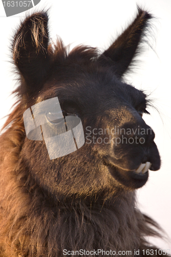 Image of Llama Alpaca