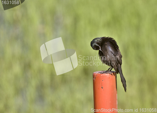 Image of Blackbird on Post