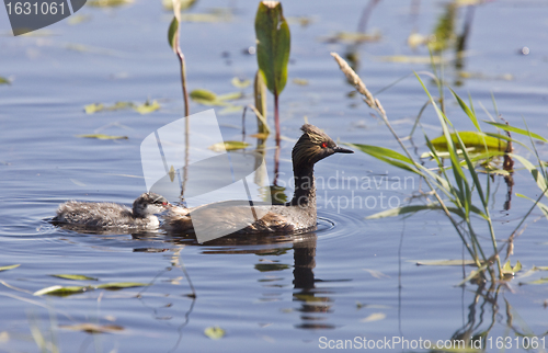 Image of Grebe with Babies