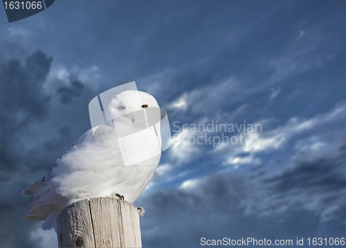 Image of Snowy Owl Perched