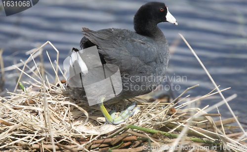 Image of Coot or Waterhen Sitting on eggs