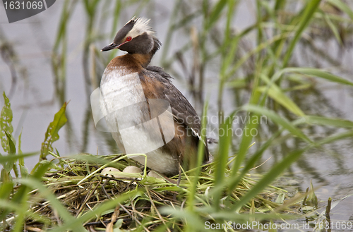 Image of Eared Grebe