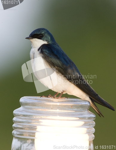 Image of Tree Swallow