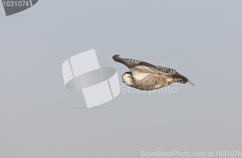 Image of Snowy Owl in Flight