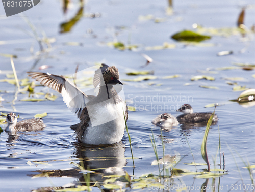 Image of Grebe with Babies