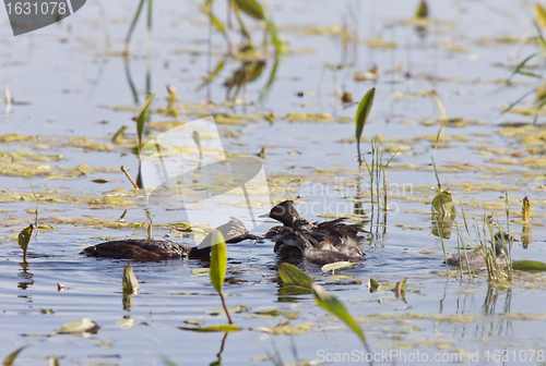 Image of Grebe with Babies