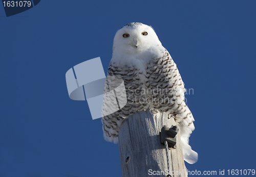 Image of Snowy Owl Perched