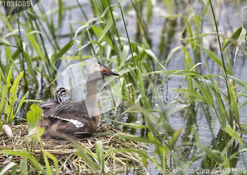 Image of Horned Grebe and babies