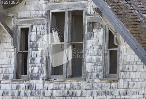 Image of Abandoned Farm with owl