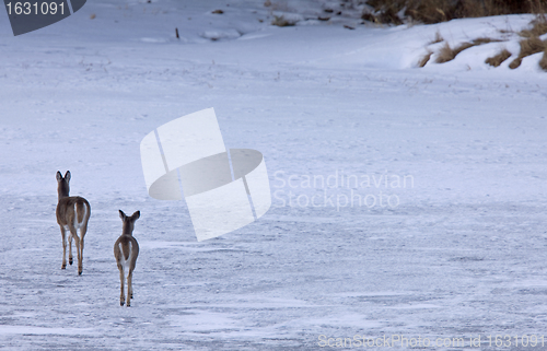 Image of Doe deers walking on ice