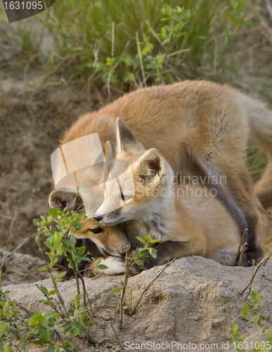 Image of Young Fox Kit