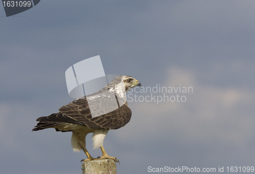 Image of Ferruginous Hawk perched on Post