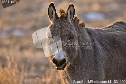Image of Donkey aat Sunset