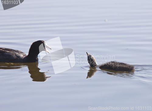 Image of Coot Waterhen Babies