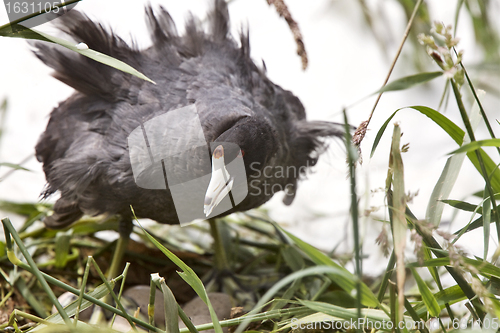 Image of Waterhen Coot on Nest with Eggs