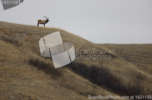 Image of Bull Elk on Hill