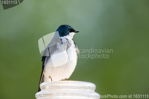 Image of Tree Swallow