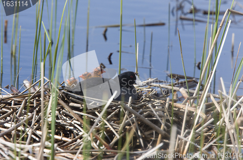 Image of Coot or Waterhen with babies