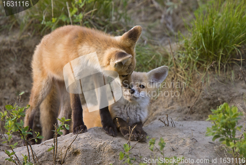 Image of Young Fox Kit