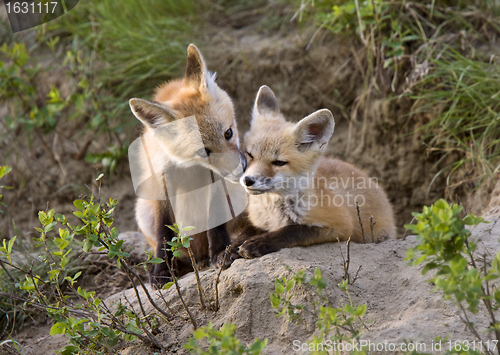 Image of Young Fox Kit