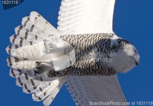 Image of Snowy Owl in Flight