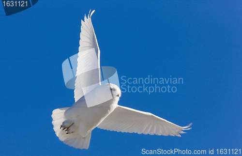 Image of Snowy Owl in Flight