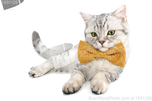 Image of adorable silver white tabby Scottish cat kitten with bow tie
