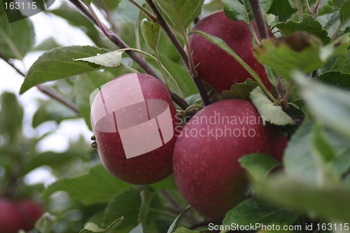 Image of Red Apples