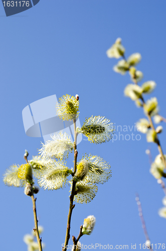 Image of easter bloom spring pussy-willow sky background 