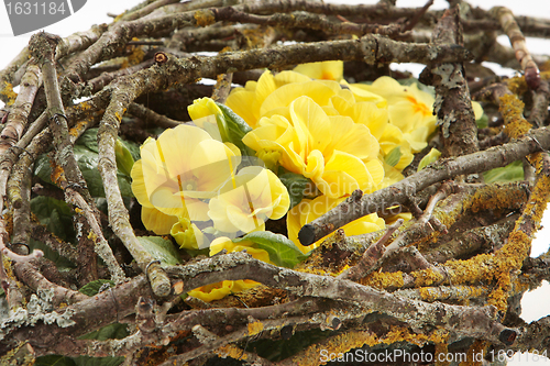 Image of flowers nest