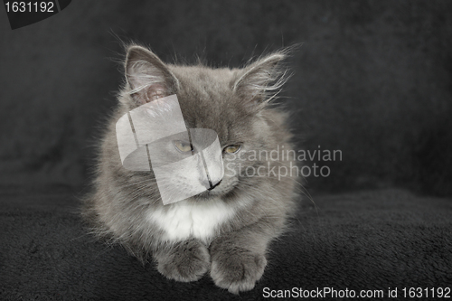 Image of gray and white kitten close up on a black background
