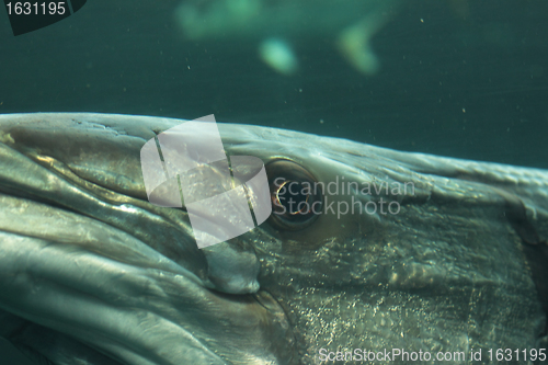 Image of head of a barracuda in close-up underwater