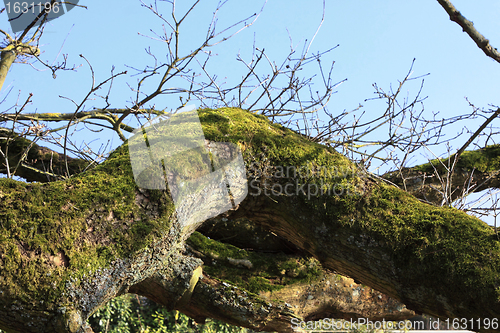 Image of large old oak in the winter sun