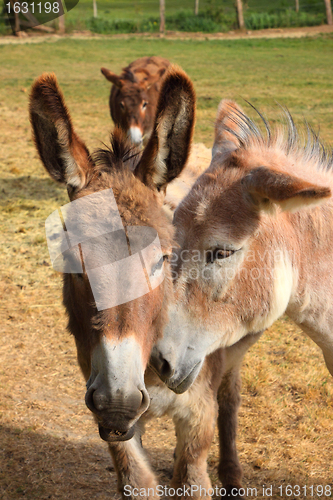 Image of quiet donkey in a field in spring