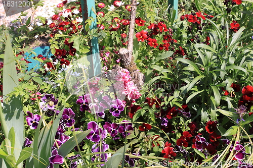 Image of Spring flowers in a garden