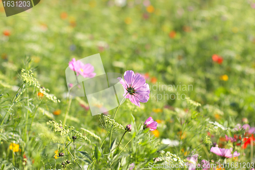 Image of Colorful flowers, selective focus on pink flower 