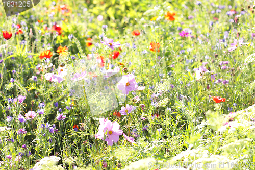 Image of Colorful flowers, selective focus on pink flower 